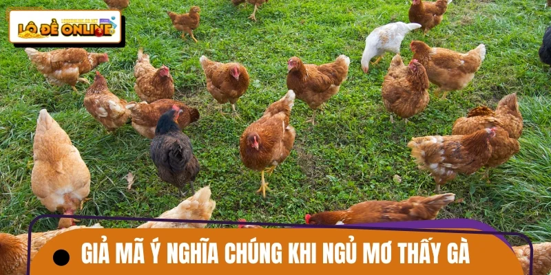 Giả mã ý nghĩa chúng khi ngủ mơ thấy gà