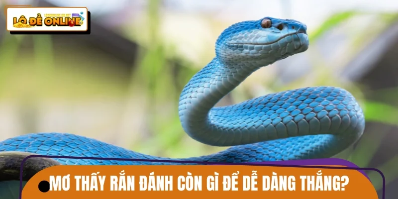 Mơ thấy rắn đánh còn gì để dễ dàng thắng lớn?